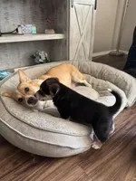 Scout, a male Border Collie and Pembroke Welsh Corgi for sale in Grandview, WA – 3 of 5