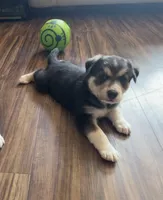 Scout, a male Border Collie and Pembroke Welsh Corgi for sale in Grandview, WA – 1 of 5