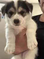 Moo moo, a male Border Collie and Pembroke Welsh Corgi for sale in Grandview, WA – 6 of 8
