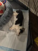 Moo moo, a male Border Collie and Pembroke Welsh Corgi for sale in Grandview, WA – 8 of 8