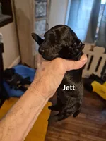 Jett, a male Yorkshire Terrier and Poodle - Toy  for sale in Lancaster, PA – 3 of 7