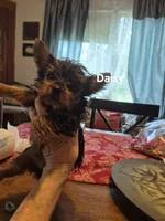 Daisy, a female Yorkshire Terrier for sale in Lancaster, PA – 4 of 5