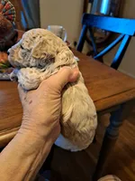 FROSTY, a male Poodle - Toy  for sale in Lancaster, PA – Photo 4 of 8