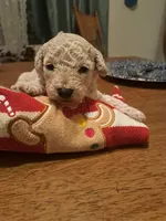 FROSTY, a male Poodle - Toy  for sale in Lancaster, PA – Photo 1 of 8
