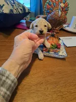 FROSTY, a male Poodle - Toy  for sale in Lancaster, PA – Photo 6 of 8
