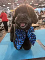 FROSTY, a male Poodle - Toy  for sale in Lancaster, PA – Photo 8 of 8