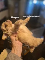 Harper, a female Poodle - Toy  for sale in Lancaster, PA – 6 of 9