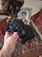 Maverick, a male Yorkshire Terrier and Poodle - Toy  for sale in Lancaster, PA – 2 of 9