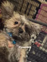 Pipsqueek,Little Pip, a male Morkie for sale in Lancaster, PA – 4 of 6