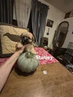 Stanley, a male Maltese and Yorkshire Terrier for sale in Lancaster, PA – 6 of 8