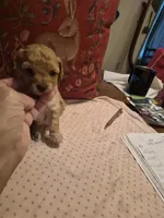 Harper, a female Poodle - Toy  for sale in Lancaster, PA – 7 of 9