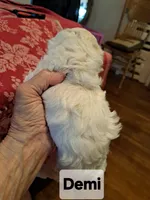 DEMI, a female Maltipoo for sale in Lancaster, PA – Photo 6 of 8