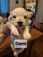 DEMI, a female Maltipoo for sale in Lancaster, PA – Photo 3 of 8