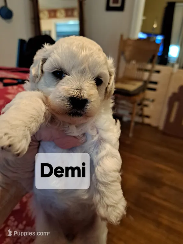 DEMI