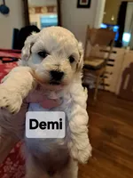 DEMI, a female Maltipoo for sale in Lancaster, PA – Photo 1 of 8