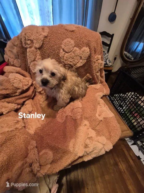 Stanley – Morkie puppy for sale in Lancaster, PA