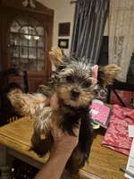 ELOISE, a female Yorkshire Terrier for sale in Lancaster, PA – 5 of 8