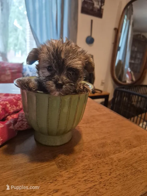 WAFFLES – Maltese, Yorkshire Terrier puppy for sale in Lancaster, PA