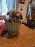 Lilttle Waffles, a male Maltese and Yorkshire Terrier for sale in Lancaster, PA – 6 of 7