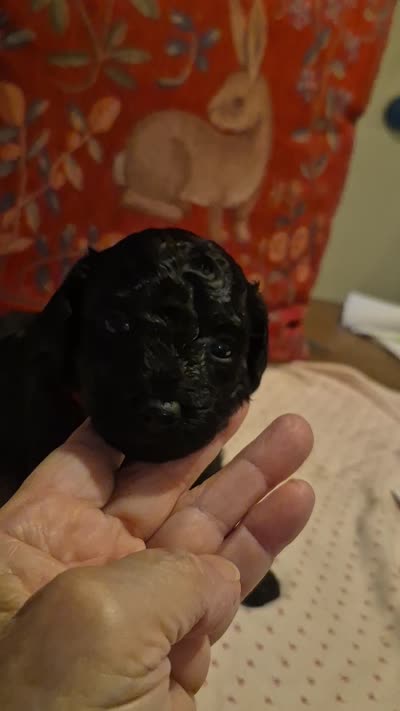 Maverick, a male Yorkshire Terrier and Poodle - Toy  for sale in Lancaster, PA – 7 of 9