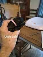 Little Lola, a female Yorkshire Terrier and Poodle - Toy  for sale in Lancaster, PA – 2 of 6