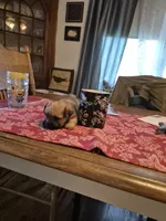 Stanley, a male Maltese and Yorkshire Terrier for sale in Lancaster, PA – 4 of 7