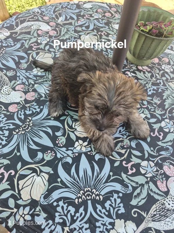 Pumpernickel  – Maltese, Yorkshire Terrier puppy for sale in Lancaster, PA