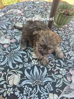 Pumpernickel , a male Maltese and Yorkshire Terrier for sale in Lancaster, PA – 1 of 6