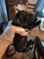 KINGSTON , a male Yorkshire Terrier and Poodle - Toy  for sale in Lancaster, PA – 2 of 7