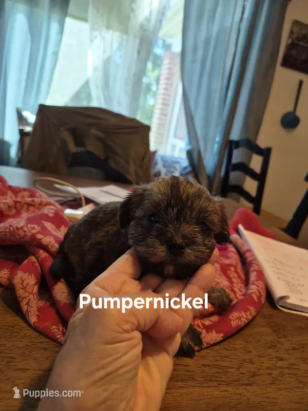 Pumpernickel  – Maltese, Yorkshire Terrier puppy for sale in Lancaster, PA