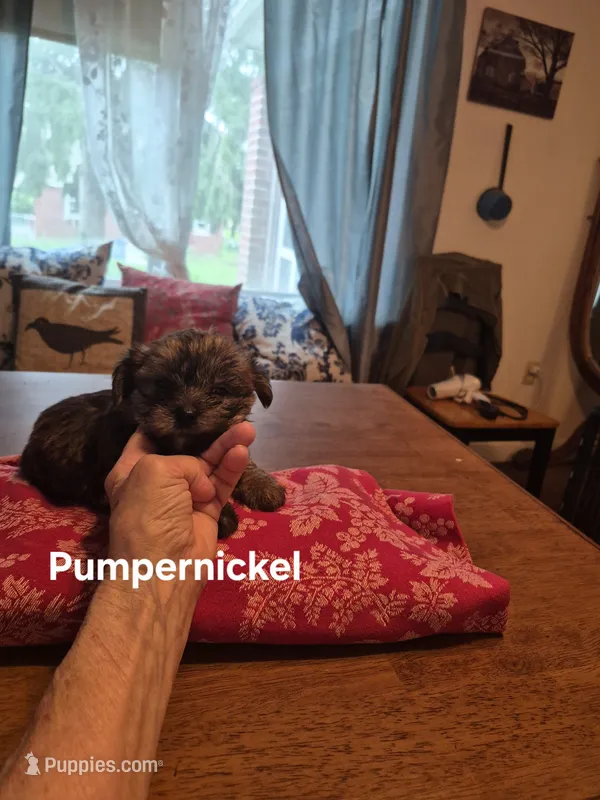 Pumpernickel  – Maltese, Yorkshire Terrier puppy for sale in Lancaster, PA