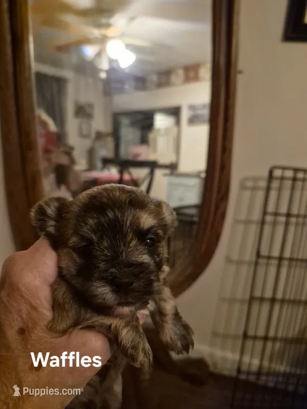 WAFFLES – Maltese, Yorkshire Terrier puppy for sale in Lancaster, PA