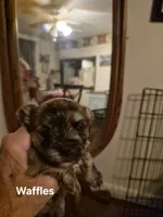 WAFFLES, a male Maltese and Yorkshire Terrier for sale in Lancaster, PA – 1 of 4