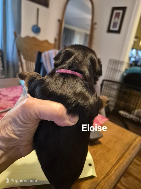 ELOISE – Yorkshire Terrier puppy for sale in Lancaster, PA