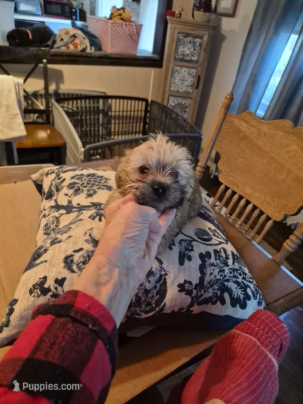 Stanley – Maltese, Yorkshire Terrier puppy for sale in Lancaster, PA