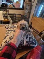 Stanley, a male Maltese and Yorkshire Terrier for sale in Lancaster, PA – 3 of 8