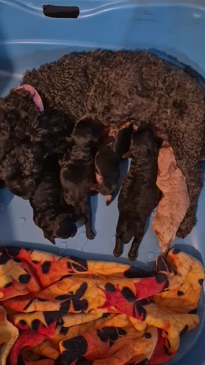 Harper, a female Yorkshire Terrier and Poodle - Toy  for sale in Lancaster, PA – 7 of 9