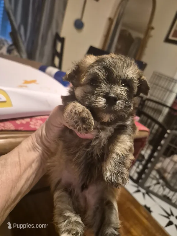 WAFFLES – Maltese, Yorkshire Terrier puppy for sale in Lancaster, PA