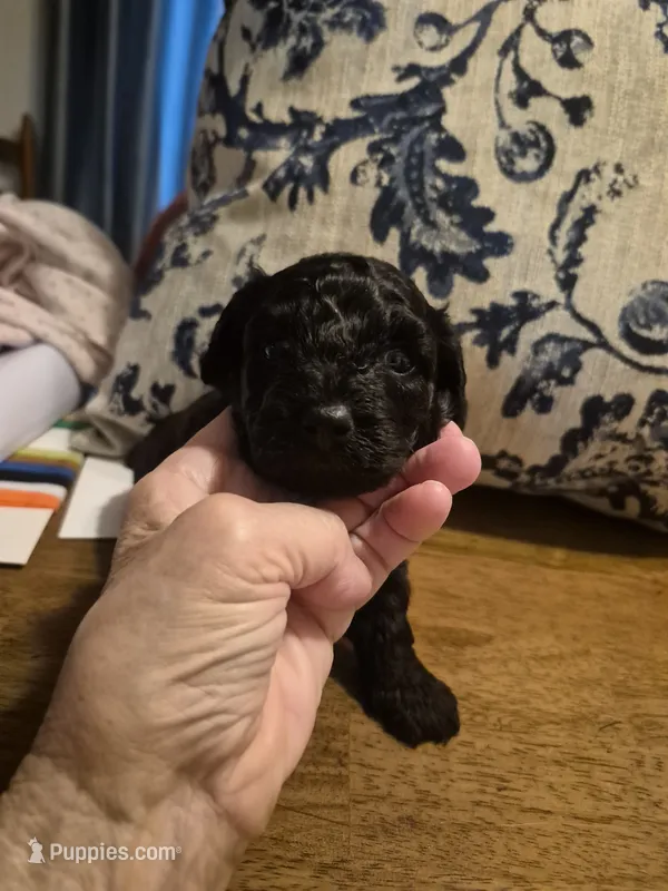 KINGSTON  – Yorkshire Terrier, Poodle - Toy  puppy for sale in Lancaster, PA