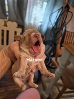 Harper, a female Yorkshire Terrier and Poodle - Toy  for sale in Lancaster, PA – 2 of 9