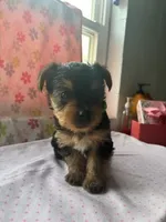 Tulip, a female Yorkshire Terrier for sale in Lancaster, PA – Photo 1 of 4