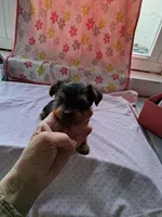 Tulip, a female Yorkshire Terrier for sale in Lancaster, PA – Photo 4 of 4