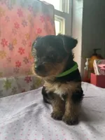 Tulip, a female Yorkshire Terrier for sale in Lancaster, PA – Photo 3 of 4