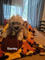 Stanley, a male Maltese and Yorkshire Terrier for sale in Lancaster, PA – 5 of 8