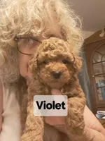 Violet AKC Registered, a female Poodle - Toy  for sale in Lancaster, PA – Photo 4 of 9