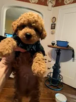 Violet AKC Registered, a female Poodle - Toy  for sale in Lancaster, PA – Photo 3 of 9