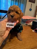 Violet AKC Registered, a female Poodle - Toy  for sale in Lancaster, PA – Photo 2 of 9