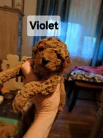 Violet AKC Registered, a female Poodle - Toy  for sale in Lancaster, PA – Photo 7 of 9