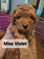 Violet AKC Registered, a female Poodle - Toy  for sale in Lancaster, PA – Photo 5 of 9