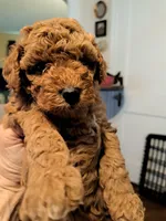 Violet AKC Registered, a female Poodle - Toy  for sale in Lancaster, PA – Photo 6 of 9